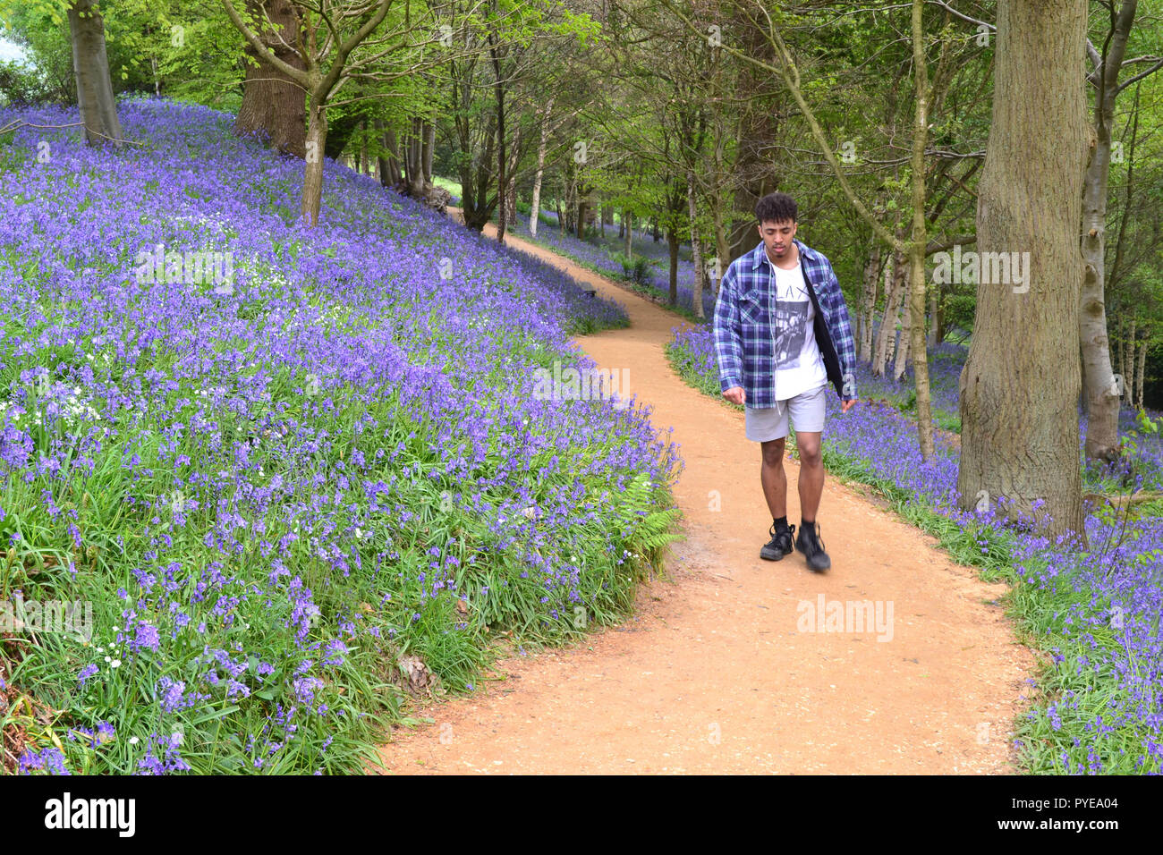 Bluebells and young man at Emmetts Garden, Ide Hill, Kent, England near Sevenoaks. The garden is renowned for bluebell displays in late April Stock Photo