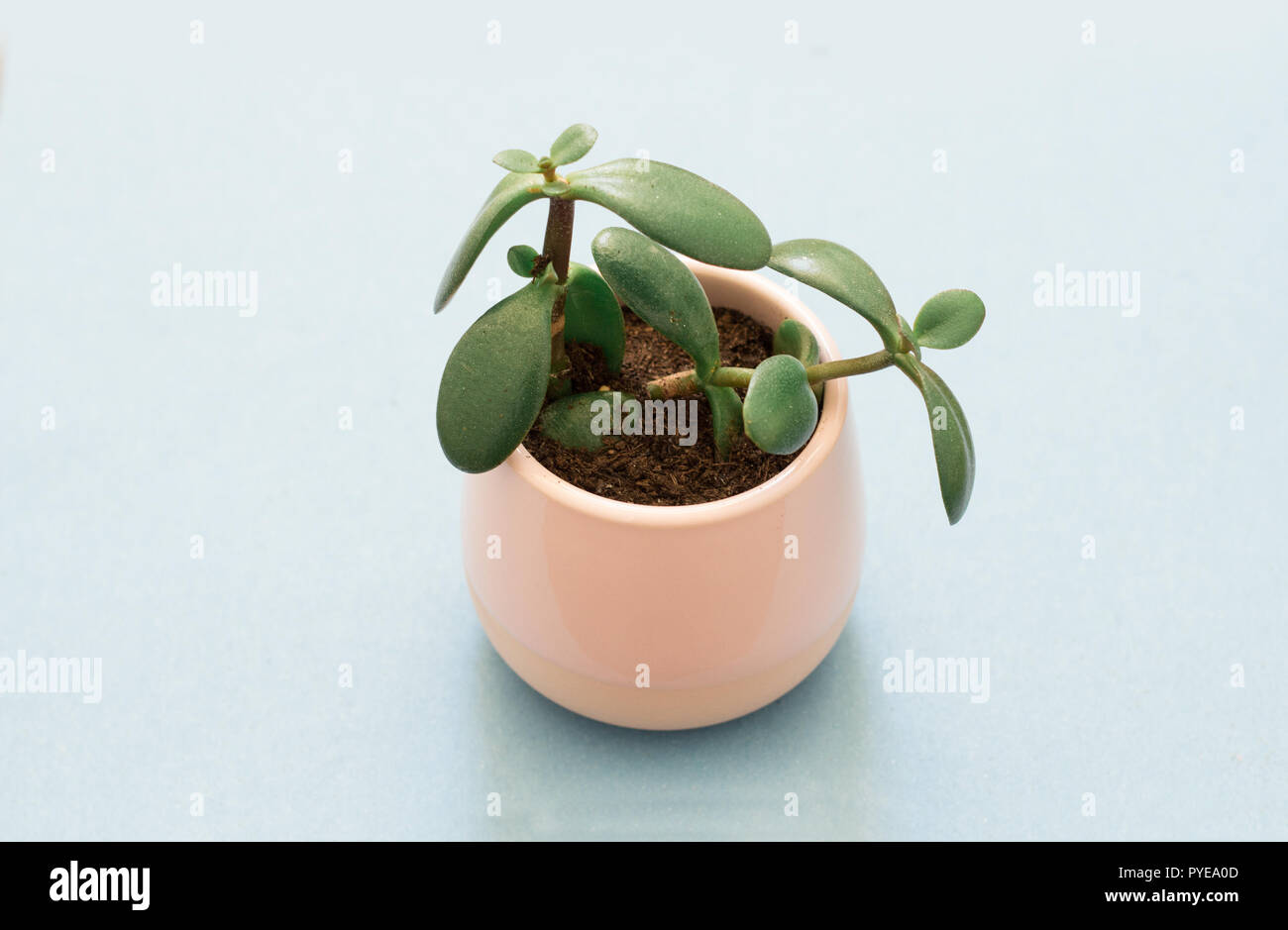 crassula ovata succulent in flower pot Stock Photo