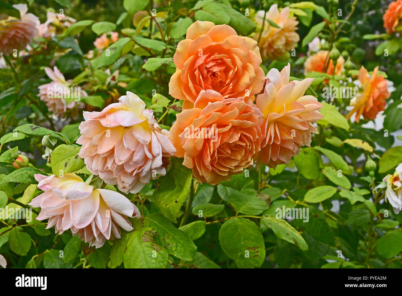 Close up of Rosa Compassion in a flower garden Stock Photo