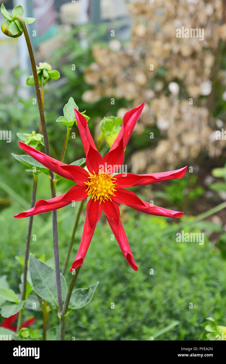 Red honka dahlia garden border hi-res stock photography and images - Alamy