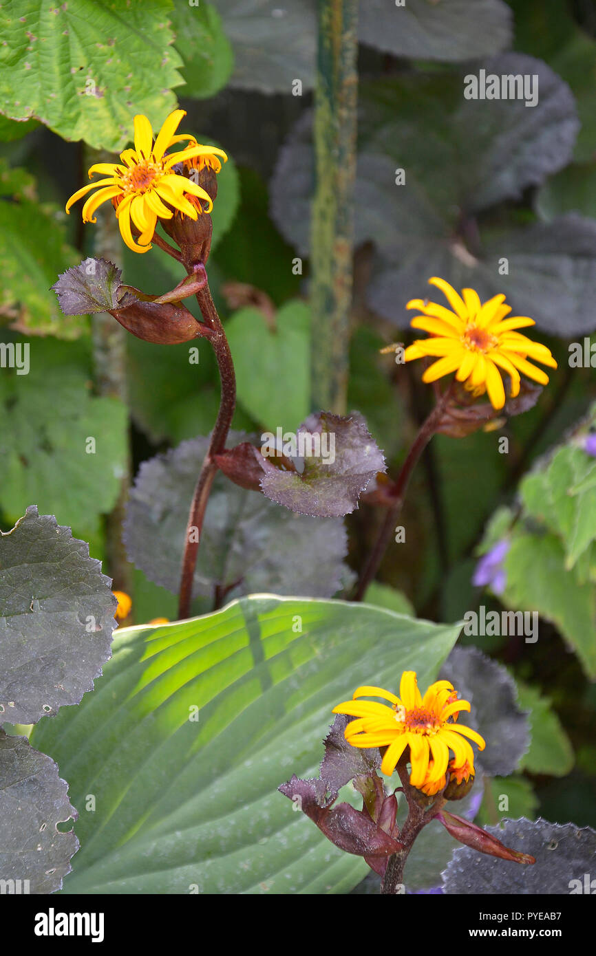 Close up of Ligularia 'Britt-Marie Crawford' in a damp flower border Stock Photo
