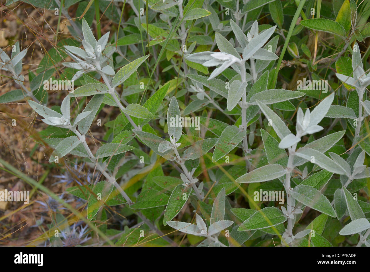 Buddleja Silver Anniversary plant in a garden border Stock Photo