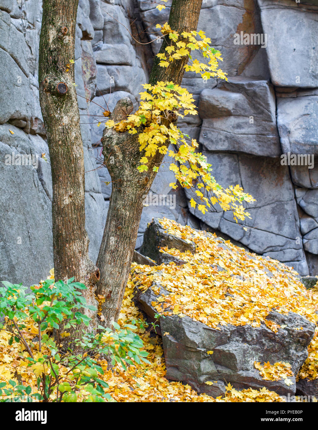 Tree on stone wall background Stock Photo