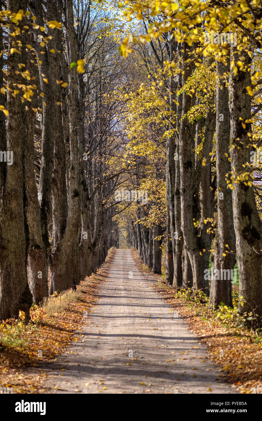country gravel road in autumn colors with tree alley way on both sides ...