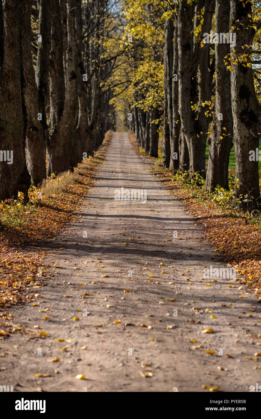 country gravel road in autumn colors with tree alley way on both sides ...