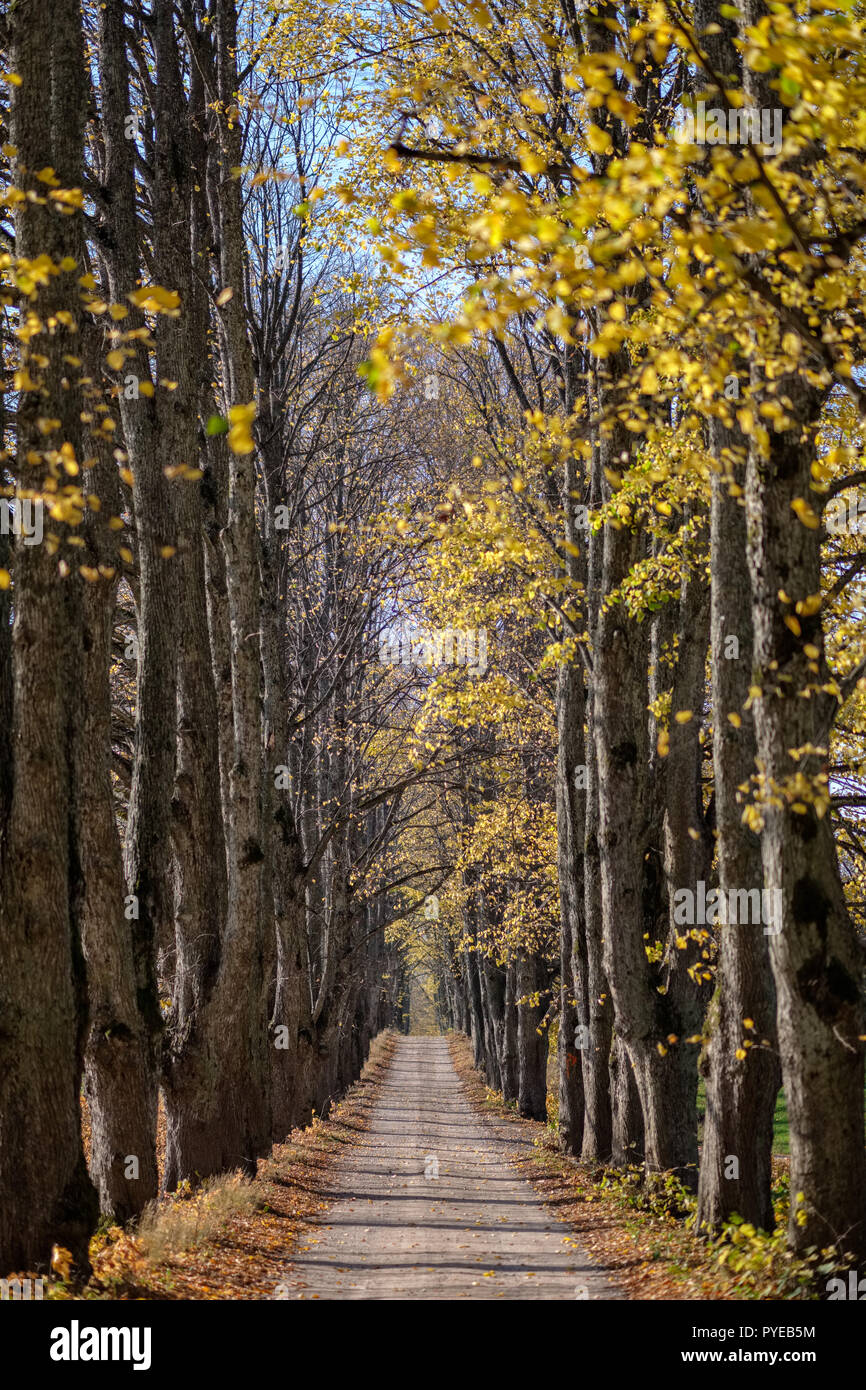 country gravel road in autumn colors with tree alley way on both sides ...