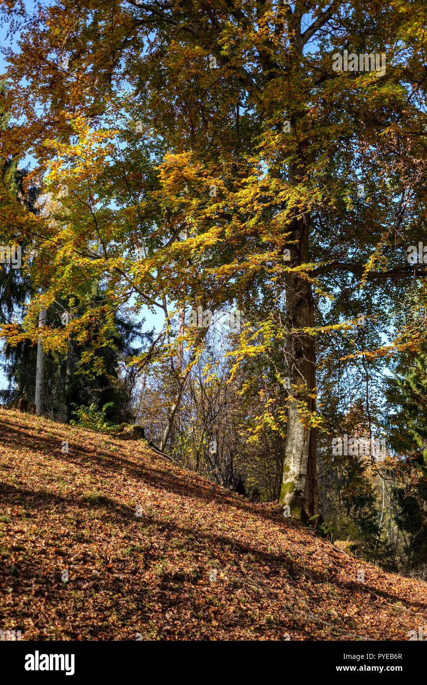 bright yellow colored birch tree leaves and branches in autumn ...