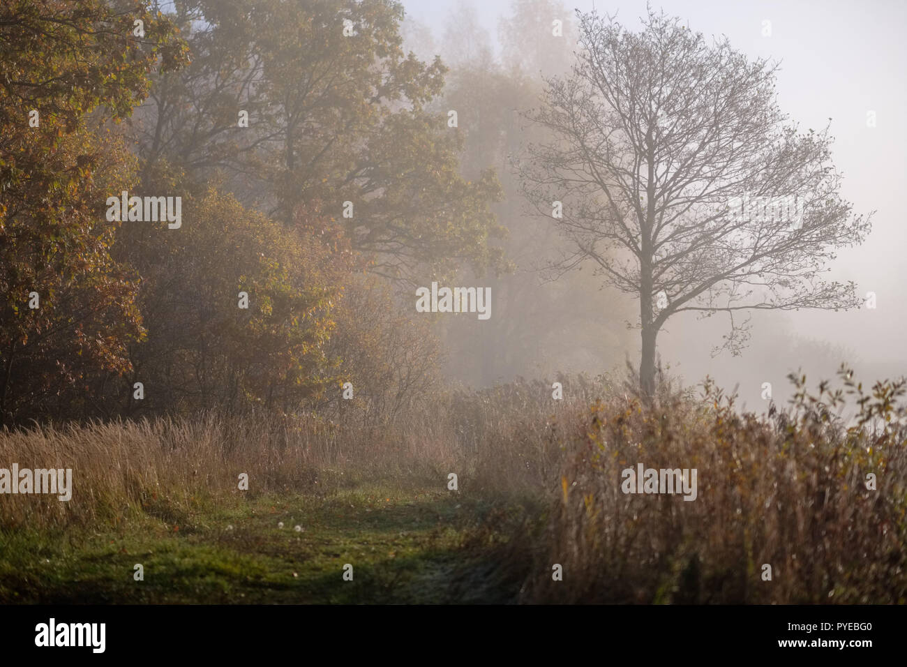 Aesthetically Pleasing Environment High Resolution Stock Photography ...