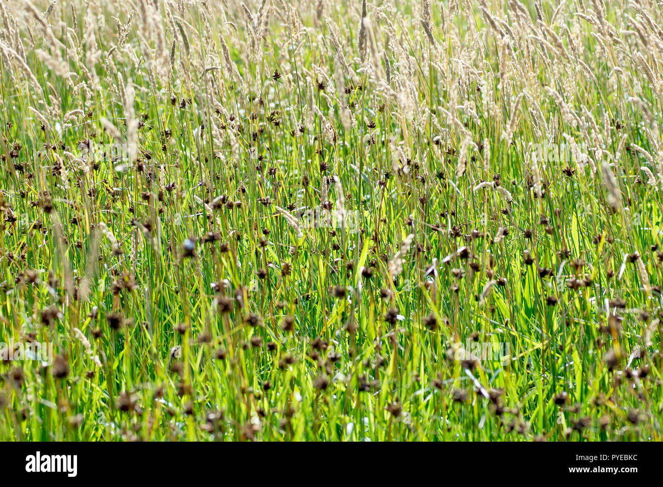 An abstract image of backlit reeds, sedges and tall grasses growing at the side of a pond. Stock Photo
