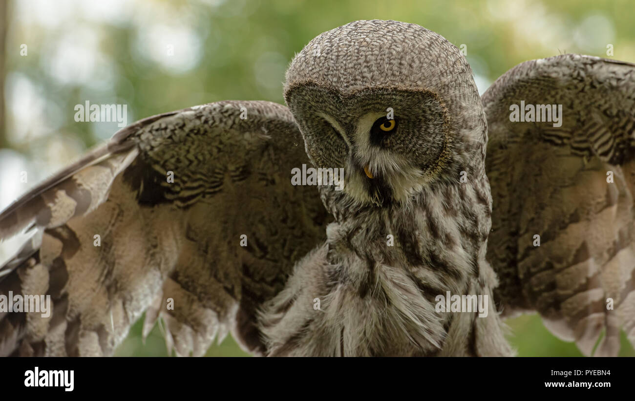 UK, Sherwood Forrest, Nottinghamshire Birds of Prey Event October