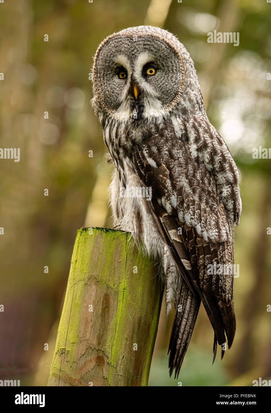 UK, Sherwood Forrest, Nottinghamshire Birds of Prey Event