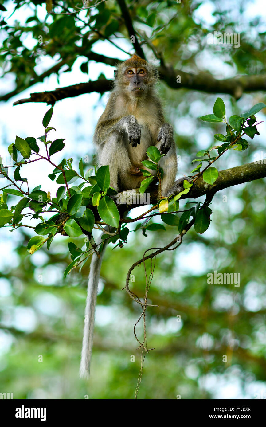 Macaque conservation hi-res stock photography and images - Alamy