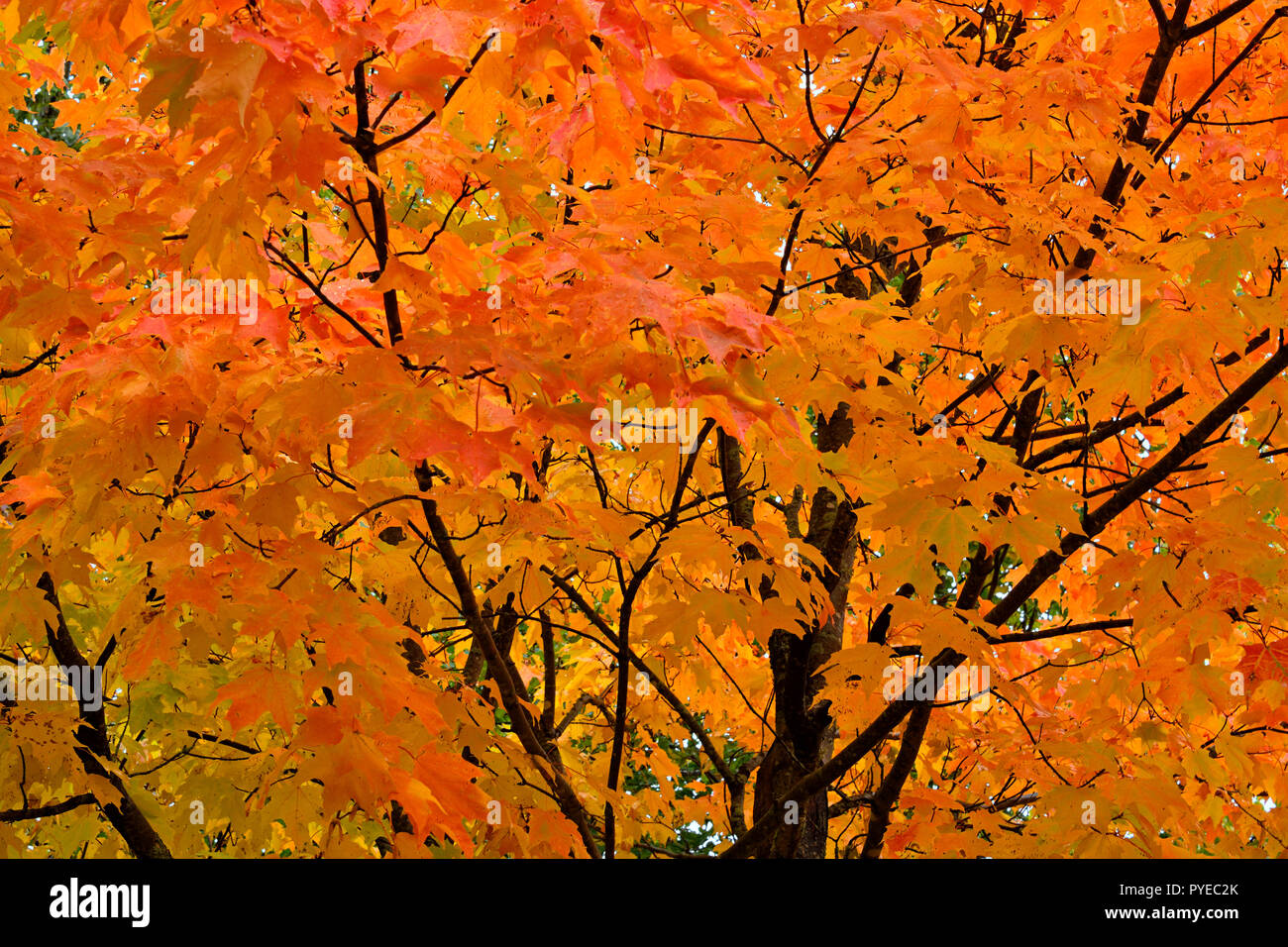 Maple tree autumn in full fall colors hires stock photography and images Alamy