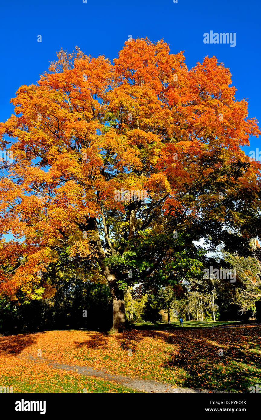 A vertical image of a large maple tree with its leaves turning the yellows and orange colors of fall against a dark blue sky in Sussex New Brunswick C Stock Photo