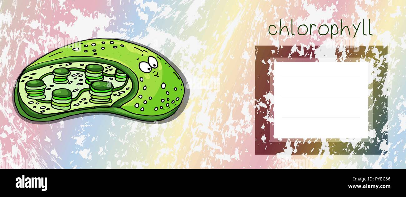 Structure of a typical higher-plant chloroplast. Chloroplast Diagram with text chlorophyll and empty box for text. Cute had drawn colorful cloroplast  Stock Vector