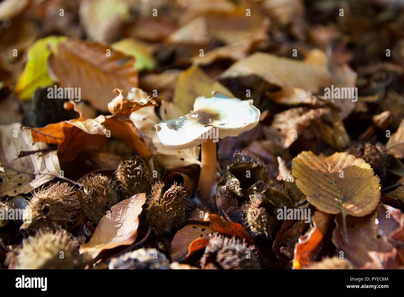 One white mushroom in autumn leaves in Epping Forest, England Stock Photo