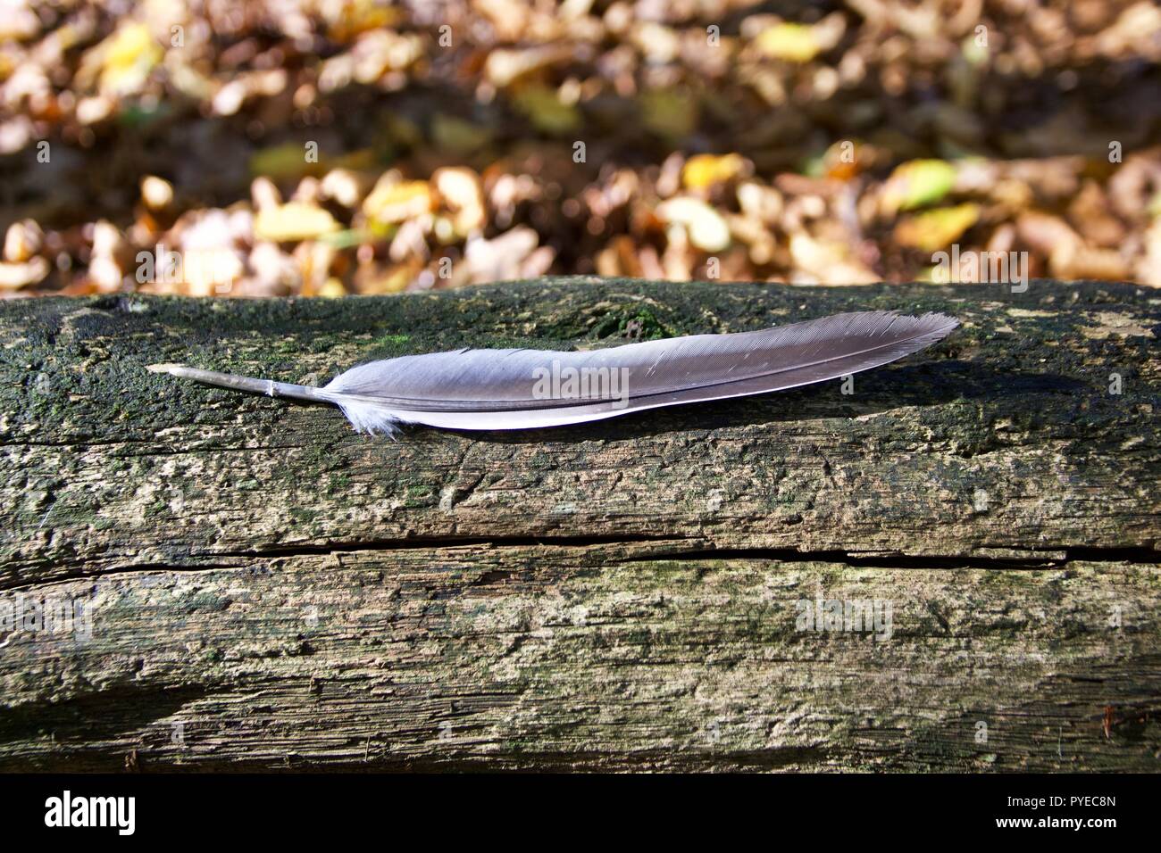 One grey feather found lying on a fallen log in Epping Forest, England Stock Photo