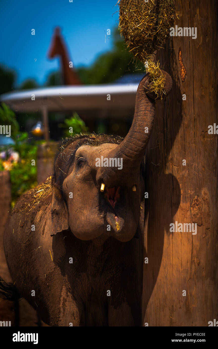 Elephants hair hi-res stock photography and images - Alamy