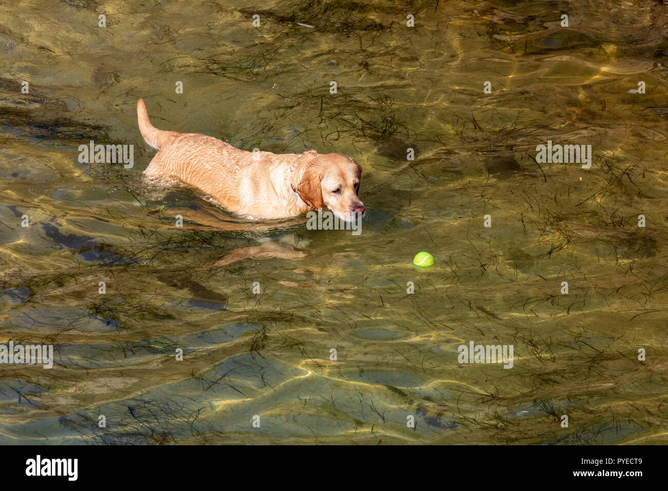 Dog Of Breed Labrador Retriever Foreground Short And Light Hair
