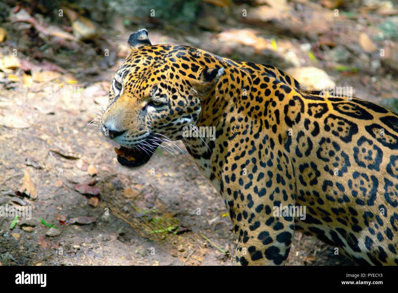 Belva Stock Photos Belva Stock Images Alamy