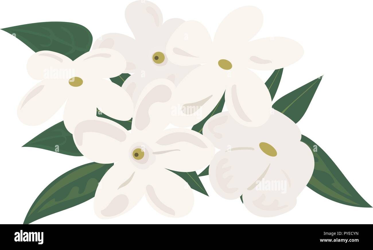 Branch of blooming jasmine flowers. Detailed closeup For cosmetics, store, spa, health care, aromatherapy, homeopathy, labels, advertising. vector ill Stock Vector