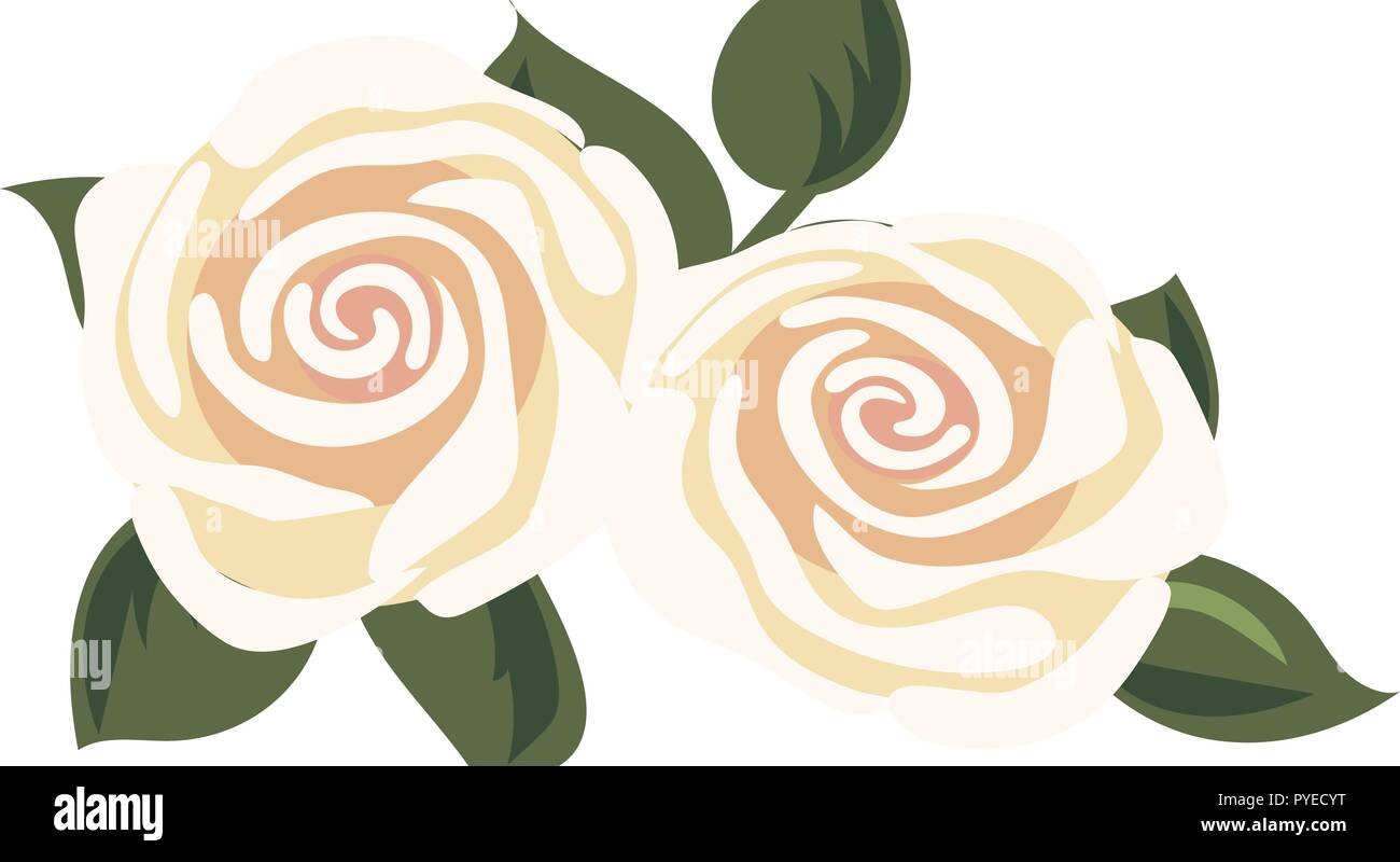 white or tea rose flowers. Detailed closeup For cosmetics, store, spa, health care, aromatherapy, homeopathy, labels, advertising. vector illustration Stock Vector