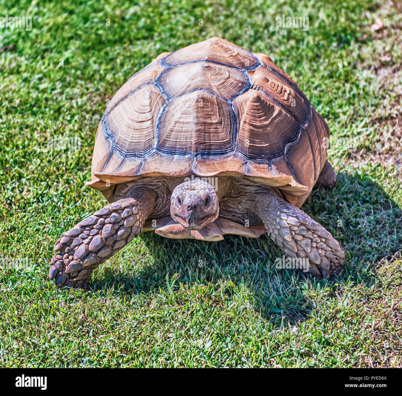African spurred tortoise also known as sulcata tortoise, land turtle  walking on the grass Stock Photo - Alamy