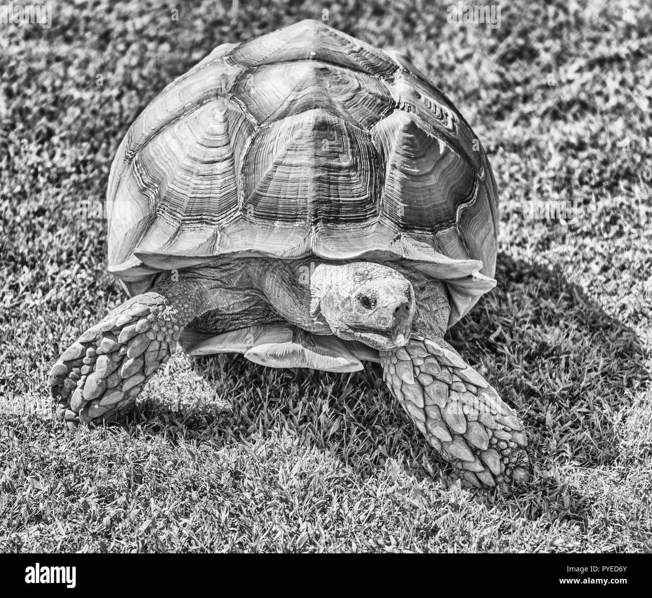 African spurred tortoise also known as sulcata tortoise, land turtle walking on the grass Stock Photo