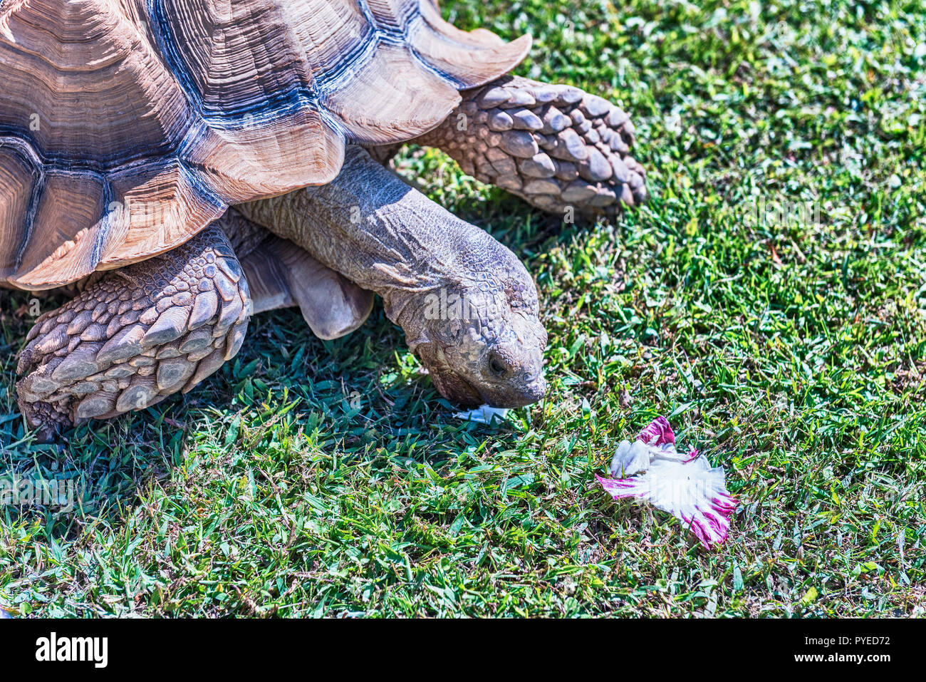 African spurred tortoise also known as sulcata tortoise, land turtle ...