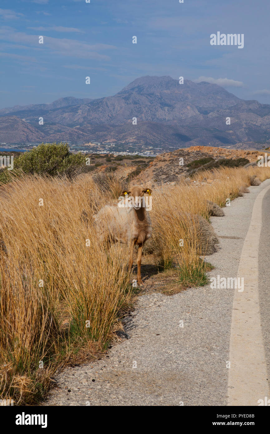 Sheep on the road in the mountains of Crete Stock Photo