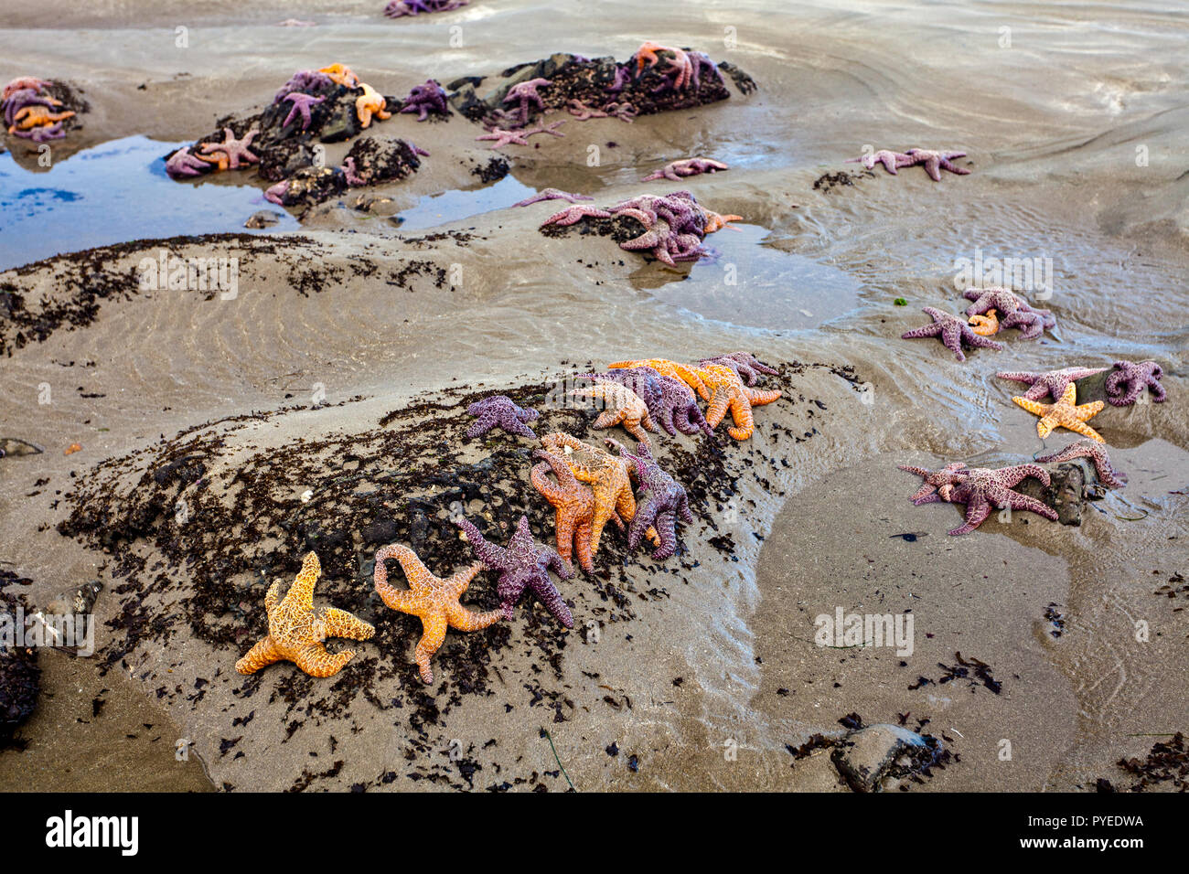 Sea stars pisaster ochraceus clustered at low tide on a Washington state beach in the Pacific Northwest Stock Photo