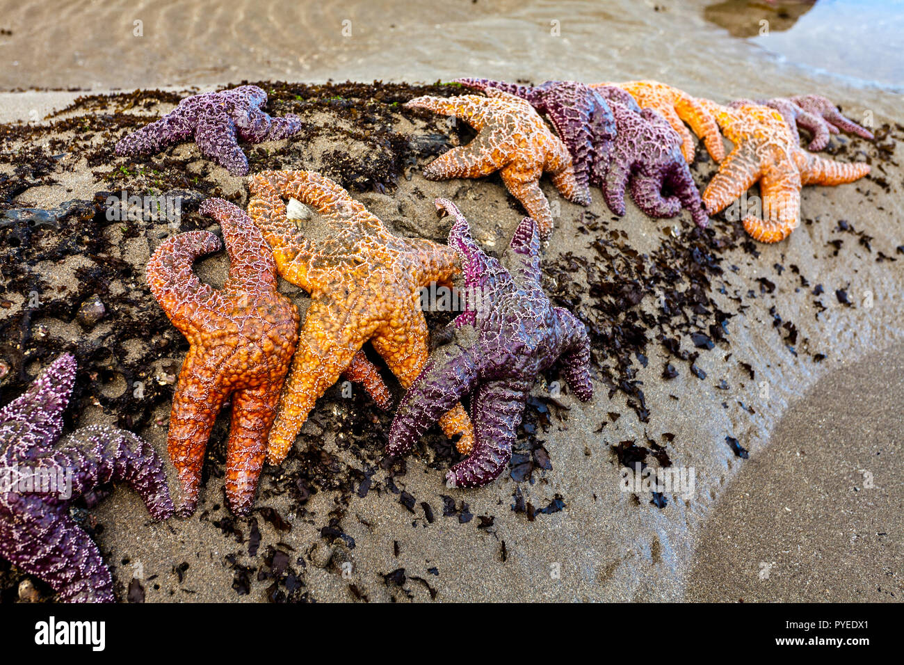 Sea stars pisaster ochraceus clustered at low tide on a Washington state beach in the Pacific Northwest Stock Photo