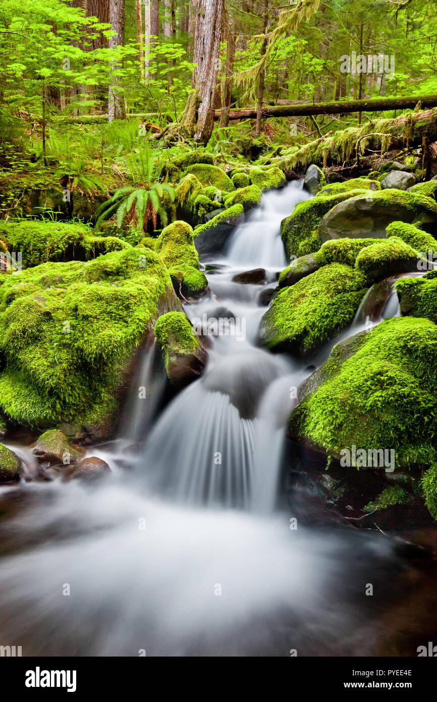 A small cascade flowing near Sol Duc Falls, Olympic National Forest, Washington state, USA Stock Photo