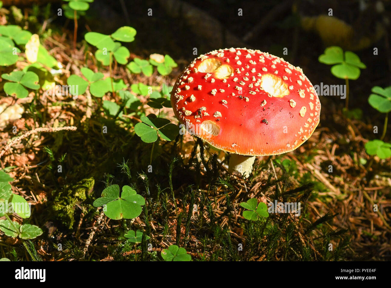 Amanita muscaria or fairytale toadstool  surrounded by wood sorrel in the eastern Black Forest, Germany, Europe Stock Photo