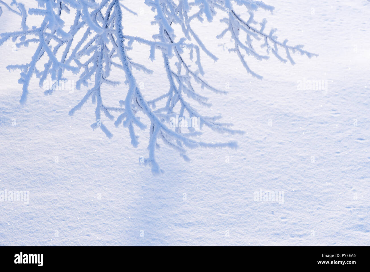 Winter branch with copyspace. Frost covered tree branch against white snow. Stock Photo