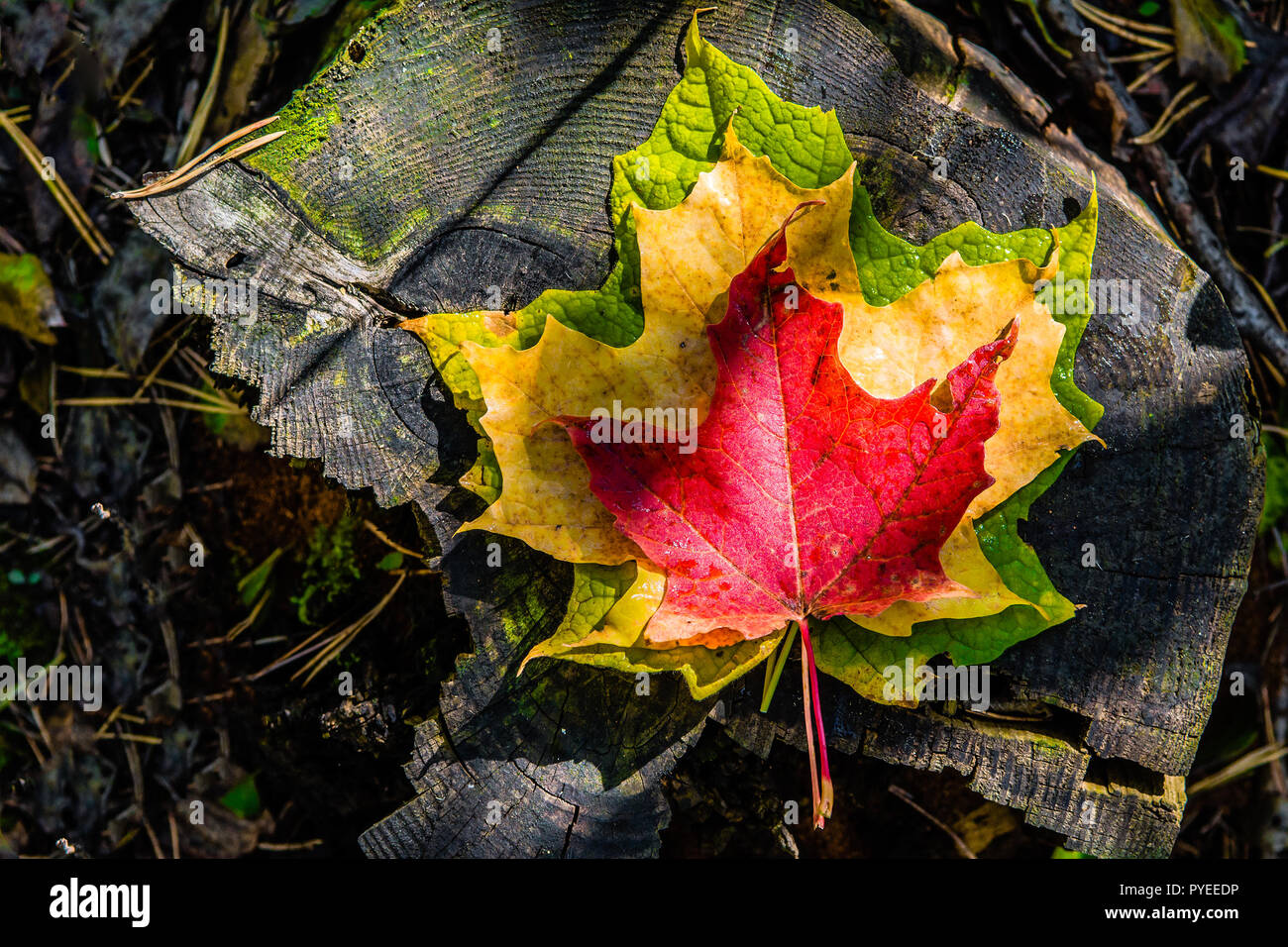Carved Maple Leaf High Resolution Stock Photography and Images - Alamy