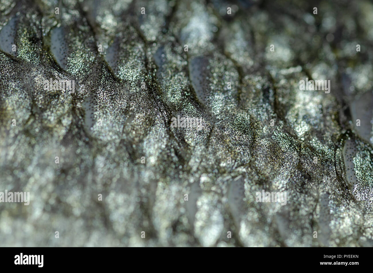 Close up of sea bass scale texture. Whole background Stock Photo - Alamy