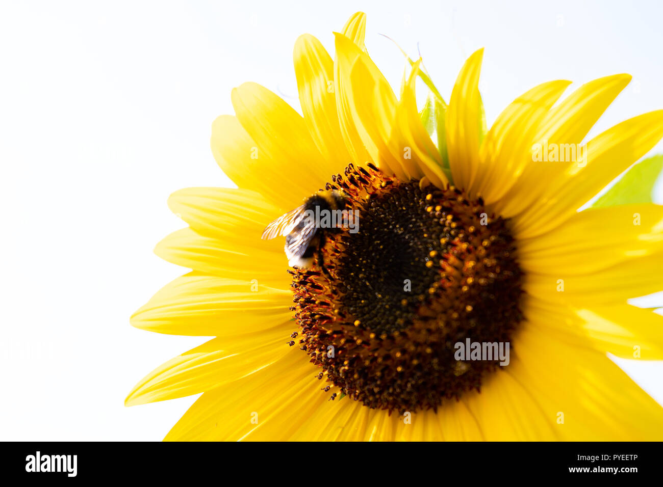 Sunflower isolated on white background Stock Photo - Alamy