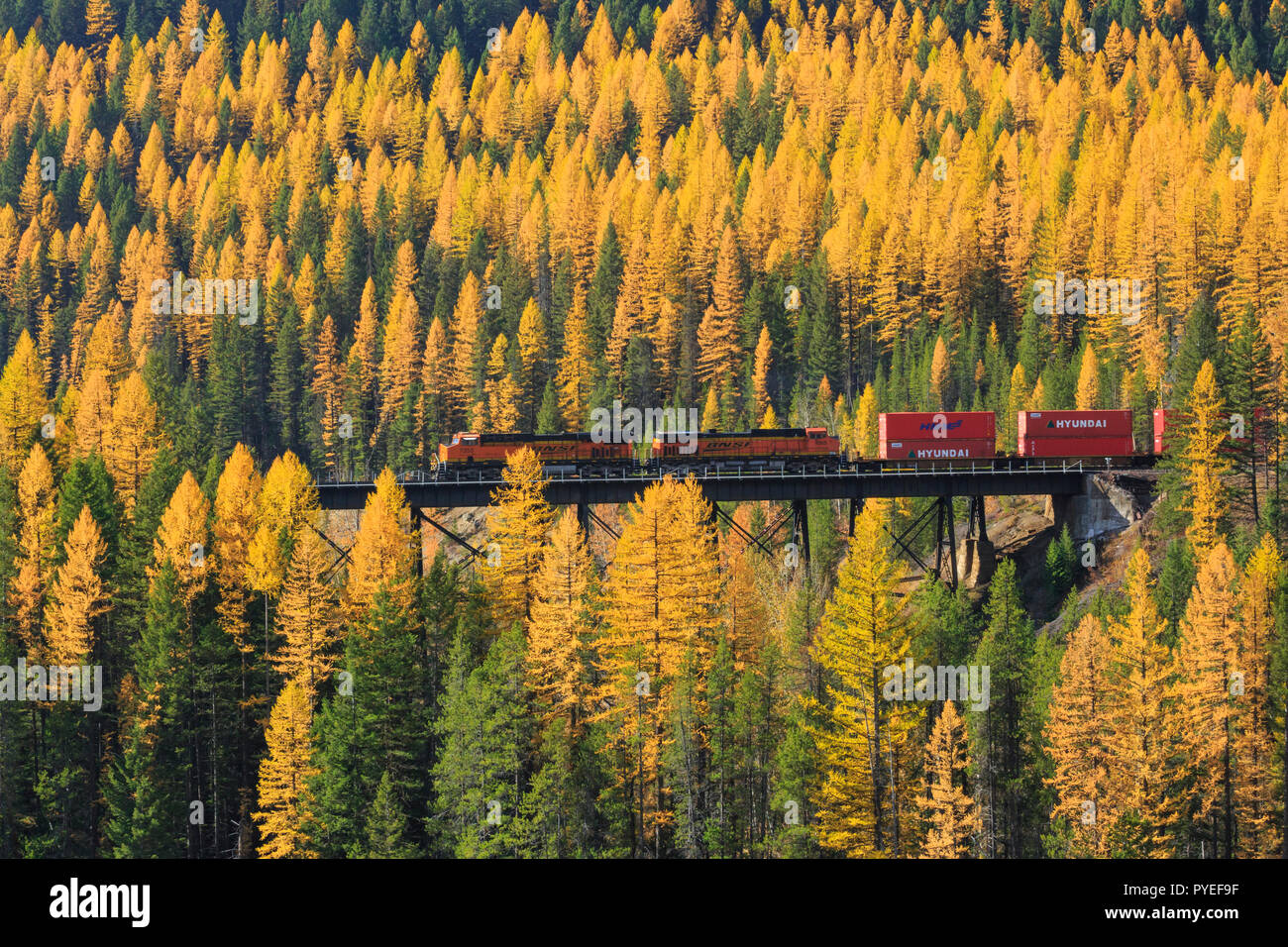freight train on trestle at walton goat lick above the middle fork flathead river in fall near essex, montana Stock Photo
