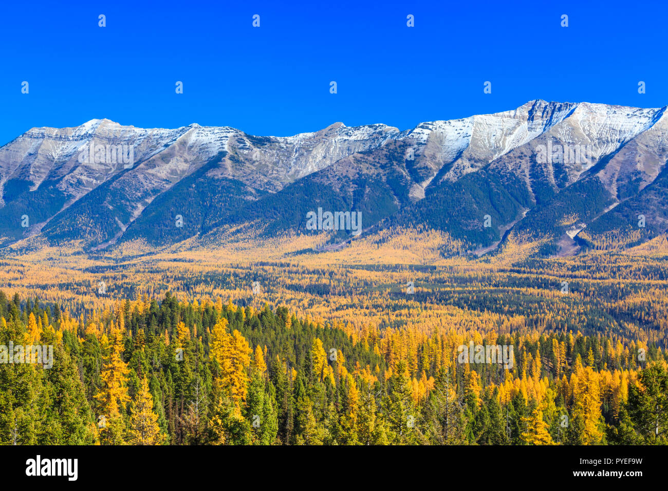 Seeley swan valley hires stock photography and images Alamy