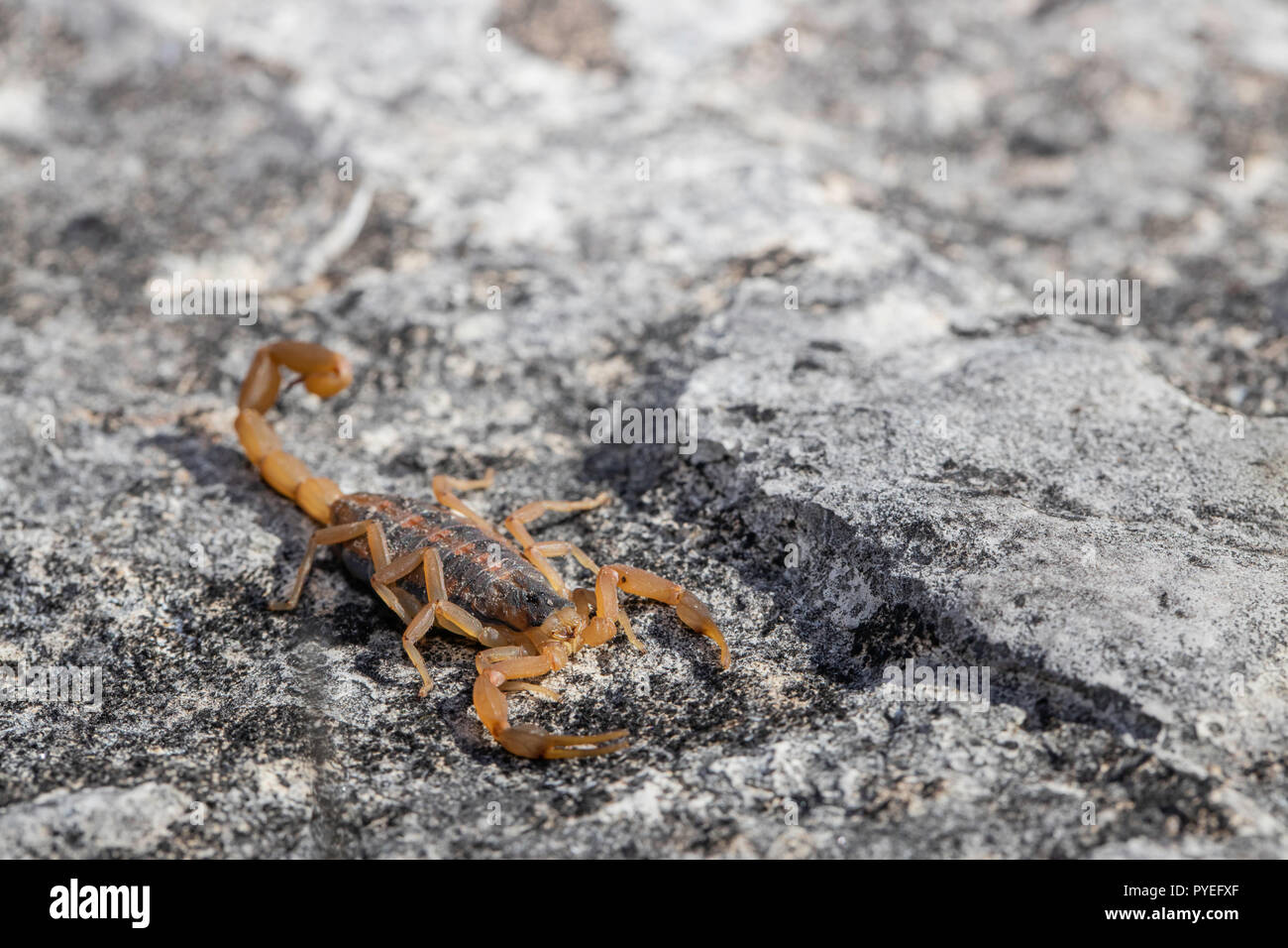 Striped bark scorpion - Centruroides vittatus Stock Photo