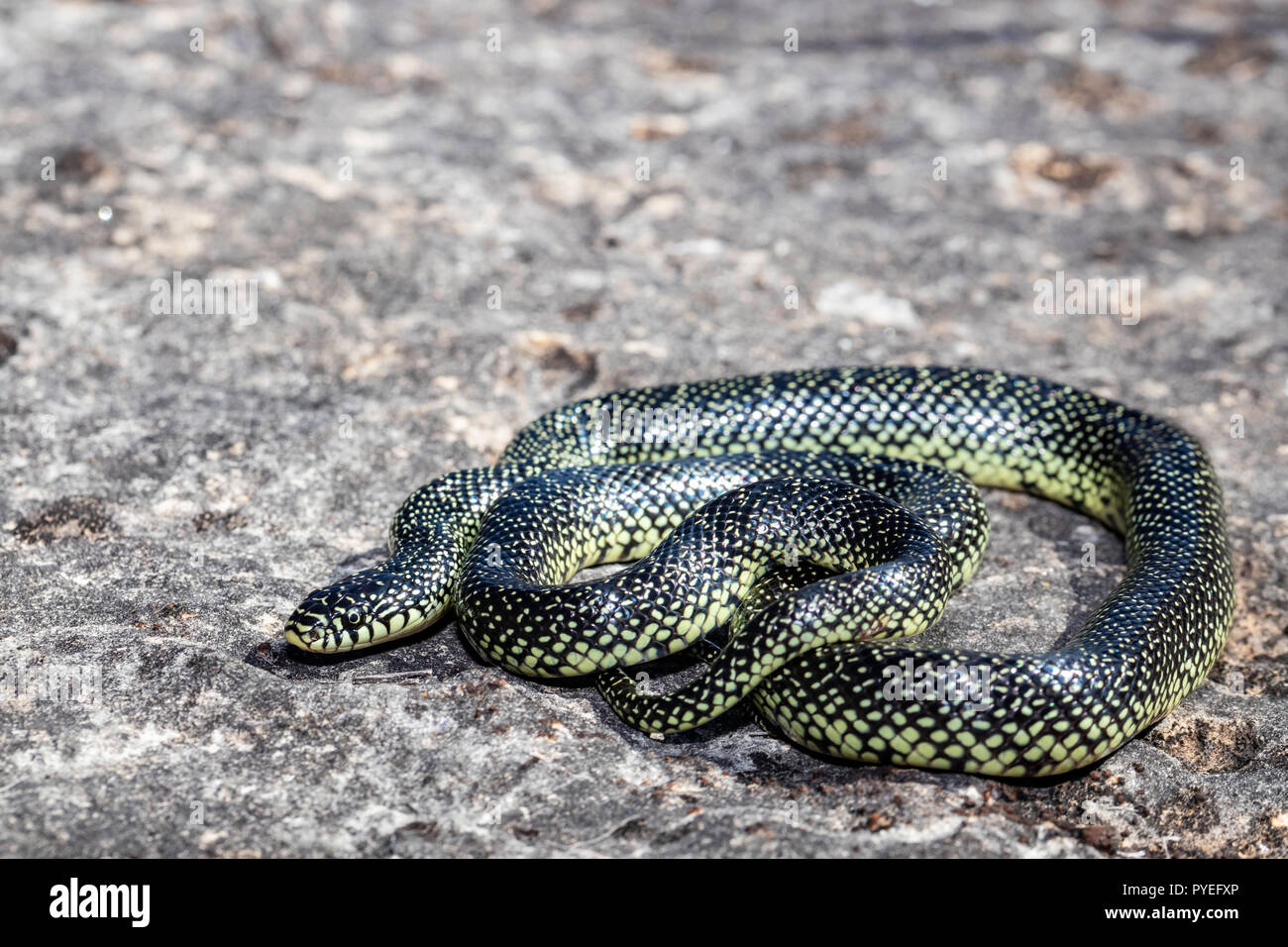 Speckled king snake - Lampropeltis getula holbrooki Stock Photo