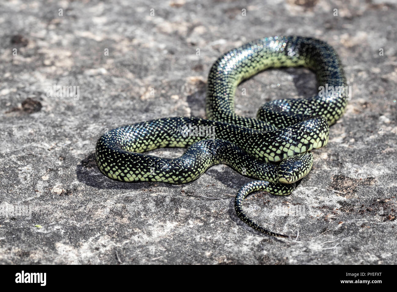 Speckled king snake - Lampropeltis getula holbrooki Stock Photo