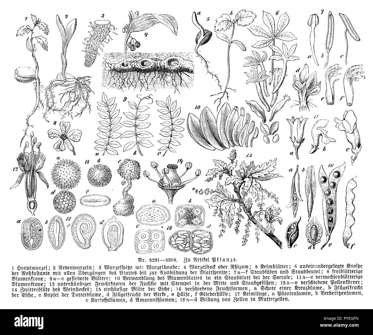 Plant organs: 1) main root, 2) secondary roots, 3) root tip and root cap, 4) rhizome or rhizome, 5) cotyledons, 6) dissected bud of horse chestnut with all transitions of the leaf to the formation of the leaf blade, 7 af) stamens and anthers, 8) freiblätterige corolla, 9 ac) pinnate leaves, 10) transformation of the petal into a stamen in the water lily, 11 ac) fused-leaved flower crown, 12) unterstandy ovary of fuchsia with punch in the middle and stamens, 13 ae) various pollen grains, 14 ) Honeysuckle of the vine, 15) single - flowered oak, 16) various forms of fruit, a) pod of a finial, b)  Stock Photo