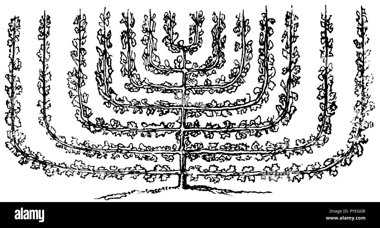 Candelabra tree, 1882 Stock Photo Alamy