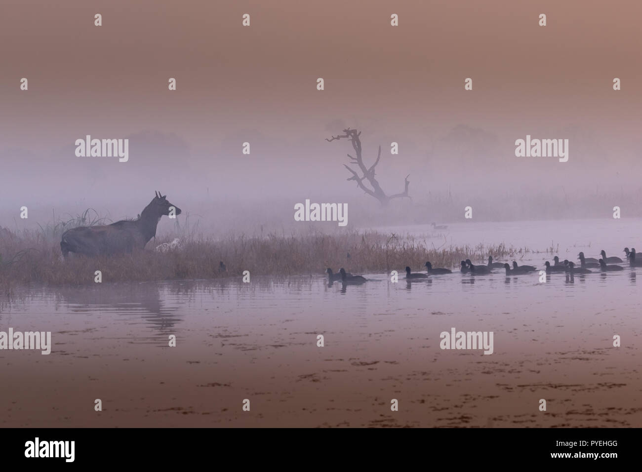 This image of Blue Bull or Nilgai is taken at Keoladeo National Park , Rajasthan in India. Stock Photo
