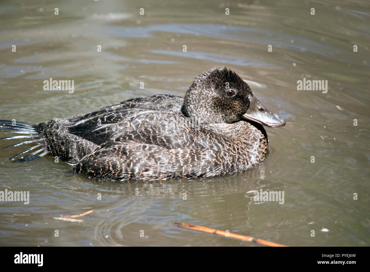 this is a side view of a freckled duck Stock Photo