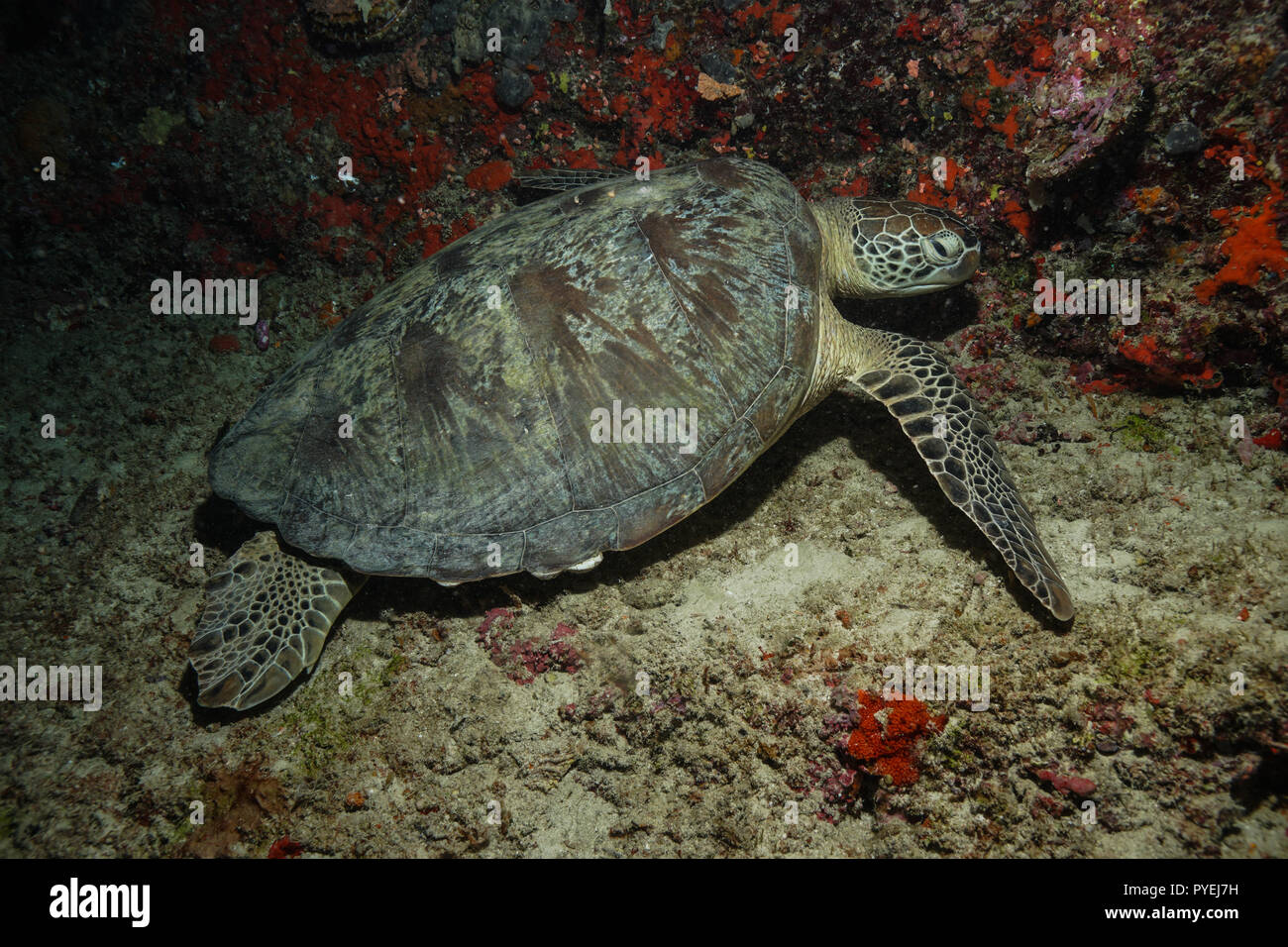 Green sea turtles at the Maldives Stock Photo - Alamy
