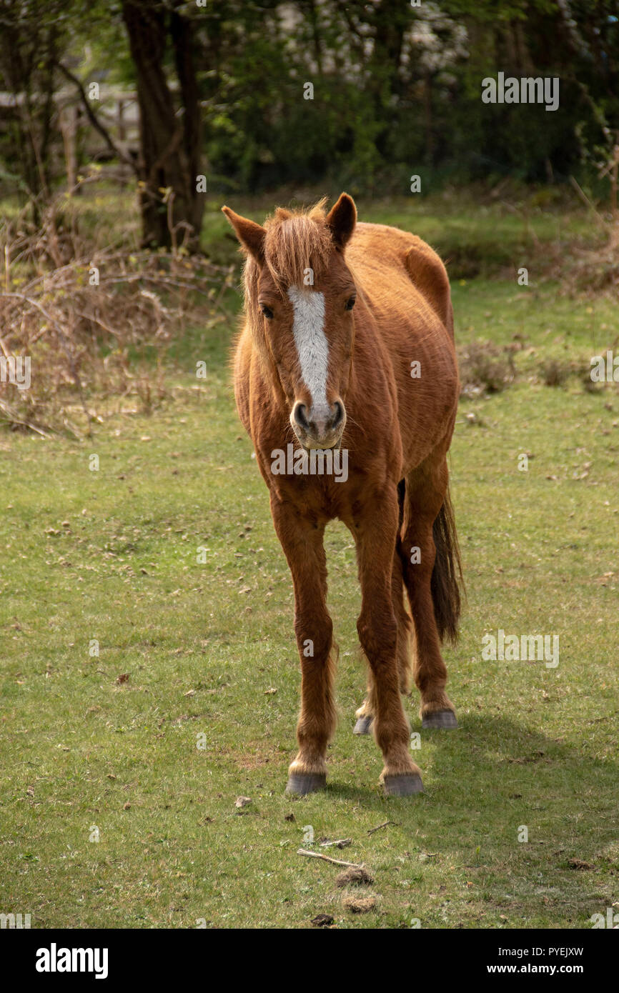 new forest pony Stock Photo