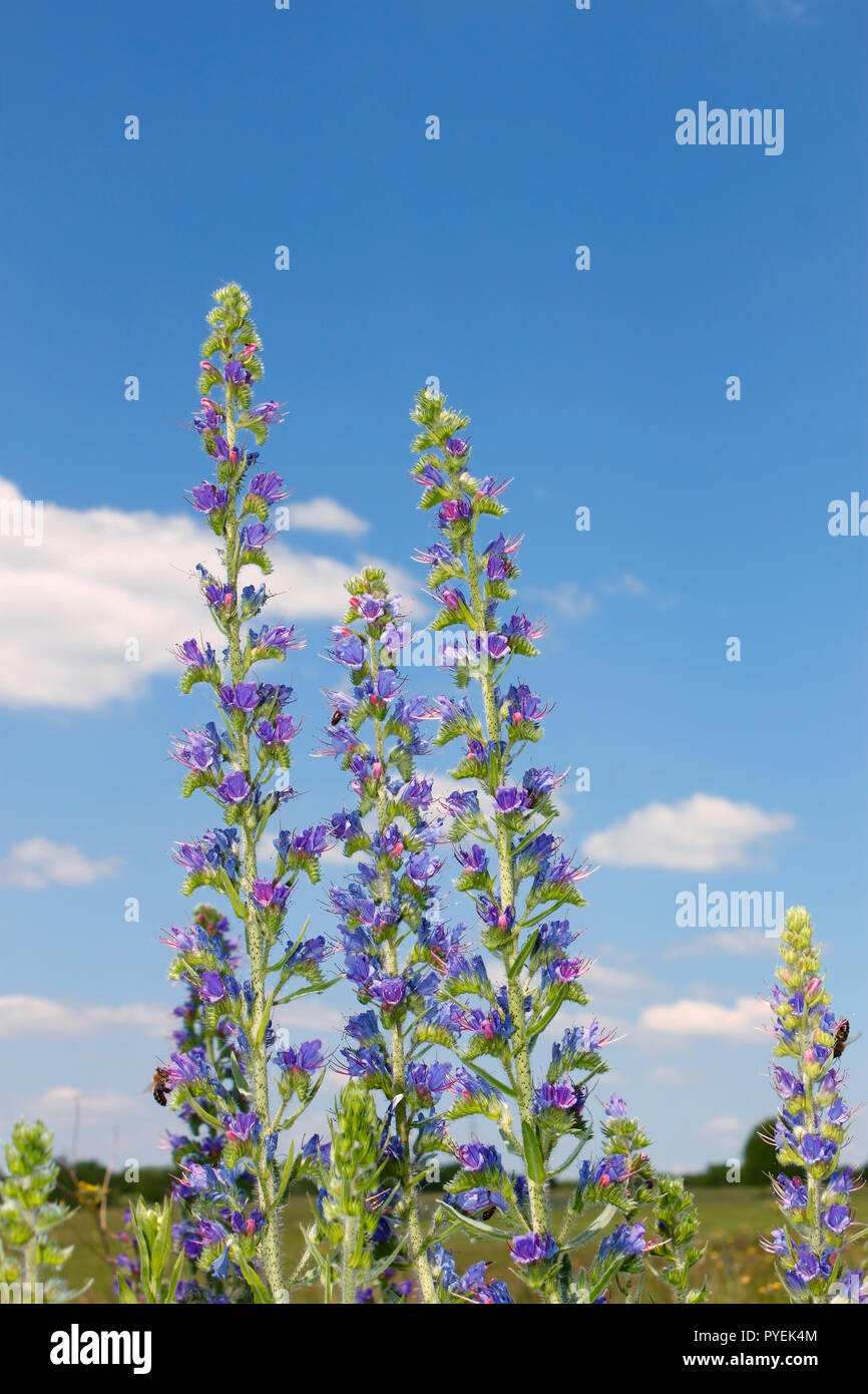 Group of flowering plants on the background of blue sky. Several bees sating on the flowers Stock Photo